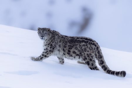 Snow Leopard Expedition